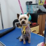 PET-SHOP-ΚΑΡΥΣΤΟΣ-PET-IN-ΧΑΛΙΑΣΗ-ΒΙΚΥ