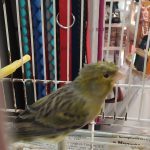 PET-SHOP-ΚΑΡΥΣΤΟΣ-PET-IN-ΧΑΛΙΑΣΗ-ΒΙΚΥ