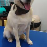 PET-SHOP-ΚΑΡΥΣΤΟΣ-PET-IN-ΧΑΛΙΑΣΗ-ΒΙΚΥ