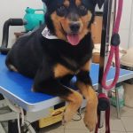 PET-SHOP-ΚΑΡΥΣΤΟΣ-PET-IN-ΧΑΛΙΑΣΗ-ΒΙΚΥ