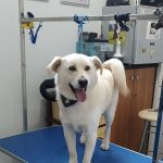 PET-SHOP-ΚΑΡΥΣΤΟΣ-PET-IN-ΧΑΛΙΑΣΗ-ΒΙΚΥ