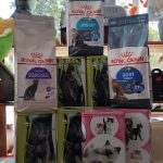 PET-SHOP-ΚΑΡΥΣΤΟΣ-PET-IN-ΧΑΛΙΑΣΗ-ΒΙΚΥ