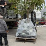 ΦΥΤΩΡΙΟ-ΠΛΑΤΑΝΙΑΣ-ΧΑΝΙΩΝ-ΦΥΤΩΡΙΑ-ΚΟΥΚΟΥΤΣΑΚΗΣ