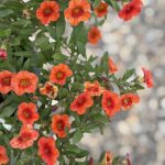 ΦΥΤΩΡΙΟ-ΠΛΑΤΑΝΙΑΣ-ΧΑΝΙΩΝ-ΦΥΤΩΡΙΑ-ΚΟΥΚΟΥΤΣΑΚΗΣ