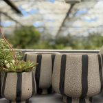 ΦΥΤΩΡΙΟ-ΠΛΑΤΑΝΙΑΣ-ΧΑΝΙΩΝ-ΦΥΤΩΡΙΑ-ΚΟΥΚΟΥΤΣΑΚΗΣ