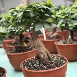 ΦΥΤΩΡΙΟ-ΠΛΑΤΑΝΙΑΣ-ΧΑΝΙΩΝ-ΦΥΤΩΡΙΑ-ΚΟΥΚΟΥΤΣΑΚΗΣ