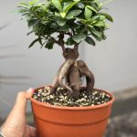 ΦΥΤΩΡΙΟ-ΠΛΑΤΑΝΙΑΣ-ΧΑΝΙΩΝ-ΦΥΤΩΡΙΑ-ΚΟΥΚΟΥΤΣΑΚΗΣ