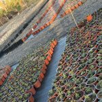 ΦΥΤΩΡΙΟ-ΠΛΑΤΑΝΙΑΣ-ΧΑΝΙΩΝ-ΦΥΤΩΡΙΑ-ΚΟΥΚΟΥΤΣΑΚΗΣ