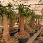 ΦΥΤΩΡΙΟ-ΠΛΑΤΑΝΙΑΣ-ΧΑΝΙΩΝ-ΦΥΤΩΡΙΑ-ΚΟΥΚΟΥΤΣΑΚΗΣ