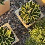 ΦΥΤΩΡΙΟ-ΠΛΑΤΑΝΙΑΣ-ΧΑΝΙΩΝ-ΦΥΤΩΡΙΑ-ΚΟΥΚΟΥΤΣΑΚΗΣ