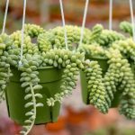 ΦΥΤΩΡΙΟ-ΠΛΑΤΑΝΙΑΣ-ΧΑΝΙΩΝ-ΦΥΤΩΡΙΑ-ΚΟΥΚΟΥΤΣΑΚΗΣ