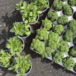 ΦΥΤΩΡΙΟ-ΠΛΑΤΑΝΙΑΣ-ΧΑΝΙΩΝ-ΦΥΤΩΡΙΑ-ΚΟΥΚΟΥΤΣΑΚΗΣ