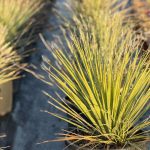 ΦΥΤΩΡΙΟ-ΠΛΑΤΑΝΙΑΣ-ΧΑΝΙΩΝ-ΦΥΤΩΡΙΑ-ΚΟΥΚΟΥΤΣΑΚΗΣ