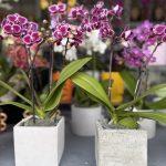 ΦΥΤΩΡΙΟ-ΠΛΑΤΑΝΙΑΣ-ΧΑΝΙΩΝ-ΦΥΤΩΡΙΑ-ΚΟΥΚΟΥΤΣΑΚΗΣ