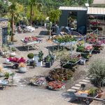 ΦΥΤΩΡΙΟ-ΠΛΑΤΑΝΙΑΣ-ΧΑΝΙΩΝ-ΦΥΤΩΡΙΑ-ΚΟΥΚΟΥΤΣΑΚΗΣ