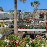 ΦΥΤΩΡΙΟ-ΠΛΑΤΑΝΙΑΣ-ΧΑΝΙΩΝ-ΦΥΤΩΡΙΑ-ΚΟΥΚΟΥΤΣΑΚΗΣ