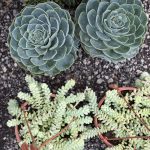 ΦΥΤΩΡΙΟ-ΠΛΑΤΑΝΙΑΣ-ΧΑΝΙΩΝ-ΦΥΤΩΡΙΑ-ΚΟΥΚΟΥΤΣΑΚΗΣ