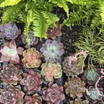 ΦΥΤΩΡΙΟ-ΠΛΑΤΑΝΙΑΣ-ΧΑΝΙΩΝ-ΦΥΤΩΡΙΑ-ΚΟΥΚΟΥΤΣΑΚΗΣ