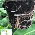 ΦΥΤΩΡΙΟ-ΤΥΜΠΑΚΙ-ΗΡΑΚΛΕΙΟΥ-ΦΥΤΩΡΙΟ-ΜΑΖΑΡΟΣ