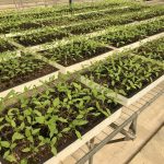 ΦΥΤΩΡΙΟ-ΤΥΜΠΑΚΙ-ΗΡΑΚΛΕΙΟΥ-ΦΥΤΩΡΙΟ-ΜΑΖΑΡΟΣ