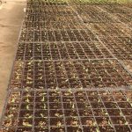 ΦΥΤΩΡΙΟ-ΤΥΜΠΑΚΙ-ΗΡΑΚΛΕΙΟΥ-ΦΥΤΩΡΙΟ-ΜΑΖΑΡΟΣ