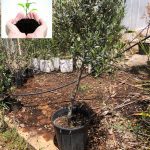 ΦΥΤΩΡΙΟ-ΤΥΜΠΑΚΙ-ΗΡΑΚΛΕΙΟΥ-ΦΥΤΩΡΙΟ-ΜΑΖΑΡΟΣ