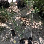 ΦΥΤΩΡΙΟ-ΤΥΜΠΑΚΙ-ΗΡΑΚΛΕΙΟΥ-ΦΥΤΩΡΙΟ-ΜΑΖΑΡΟΣ