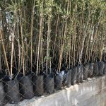 ΦΥΤΩΡΙΟ-ΤΥΜΠΑΚΙ-ΗΡΑΚΛΕΙΟΥ-ΦΥΤΩΡΙΟ-ΜΑΖΑΡΟΣ