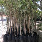 ΦΥΤΩΡΙΟ-ΤΥΜΠΑΚΙ-ΗΡΑΚΛΕΙΟΥ-ΦΥΤΩΡΙΟ-ΜΑΖΑΡΟΣ