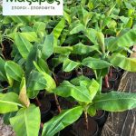 ΦΥΤΩΡΙΟ-ΤΥΜΠΑΚΙ-ΗΡΑΚΛΕΙΟΥ-ΦΥΤΩΡΙΟ-ΜΑΖΑΡΟΣ