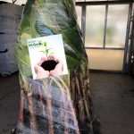 ΦΥΤΩΡΙΟ-ΤΥΜΠΑΚΙ-ΗΡΑΚΛΕΙΟΥ-ΦΥΤΩΡΙΟ-ΜΑΖΑΡΟΣ