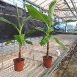 ΦΥΤΩΡΙΟ-ΤΥΜΠΑΚΙ-ΗΡΑΚΛΕΙΟΥ-ΦΥΤΩΡΙΟ-ΜΑΖΑΡΟΣ