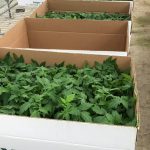 ΦΥΤΩΡΙΟ-ΤΥΜΠΑΚΙ-ΗΡΑΚΛΕΙΟΥ-ΦΥΤΩΡΙΟ-ΜΑΖΑΡΟΣ