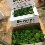 ΦΥΤΩΡΙΟ-ΤΥΜΠΑΚΙ-ΗΡΑΚΛΕΙΟΥ-ΦΥΤΩΡΙΟ-ΜΑΖΑΡΟΣ