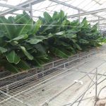 ΦΥΤΩΡΙΟ-ΤΥΜΠΑΚΙ-ΗΡΑΚΛΕΙΟΥ-ΦΥΤΩΡΙΟ-ΜΑΖΑΡΟΣ