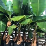 ΦΥΤΩΡΙΟ-ΤΥΜΠΑΚΙ-ΗΡΑΚΛΕΙΟΥ-ΦΥΤΩΡΙΟ-ΜΑΖΑΡΟΣ