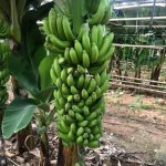 ΦΥΤΩΡΙΟ-ΤΥΜΠΑΚΙ-ΗΡΑΚΛΕΙΟΥ-ΦΥΤΩΡΙΟ-ΜΑΖΑΡΟΣ