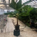 ΦΥΤΩΡΙΟ-ΤΥΜΠΑΚΙ-ΗΡΑΚΛΕΙΟΥ-ΦΥΤΩΡΙΟ-ΜΑΖΑΡΟΣ