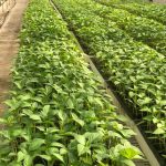 ΦΥΤΩΡΙΟ-ΤΥΜΠΑΚΙ-ΗΡΑΚΛΕΙΟΥ-ΦΥΤΩΡΙΟ-ΜΑΖΑΡΟΣ