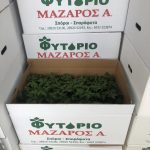 ΦΥΤΩΡΙΟ-ΤΥΜΠΑΚΙ-ΗΡΑΚΛΕΙΟΥ-ΦΥΤΩΡΙΟ-ΜΑΖΑΡΟΣ