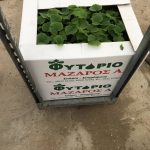 ΦΥΤΩΡΙΟ-ΤΥΜΠΑΚΙ-ΗΡΑΚΛΕΙΟΥ-ΦΥΤΩΡΙΟ-ΜΑΖΑΡΟΣ