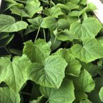 ΦΥΤΩΡΙΟ-ΤΥΜΠΑΚΙ-ΗΡΑΚΛΕΙΟΥ-ΦΥΤΩΡΙΟ-ΜΑΖΑΡΟΣ