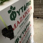 ΦΥΤΩΡΙΟ-ΤΥΜΠΑΚΙ-ΗΡΑΚΛΕΙΟΥ-ΦΥΤΩΡΙΟ-ΜΑΖΑΡΟΣ