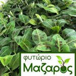 ΦΥΤΩΡΙΟ-ΤΥΜΠΑΚΙ-ΗΡΑΚΛΕΙΟΥ-ΦΥΤΩΡΙΟ-ΜΑΖΑΡΟΣ