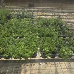 ΦΥΤΩΡΙΟ-ΤΥΜΠΑΚΙ-ΗΡΑΚΛΕΙΟΥ-ΦΥΤΩΡΙΟ-ΜΑΖΑΡΟΣ