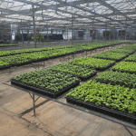 ΦΥΤΩΡΙΟ-ΤΥΜΠΑΚΙ-ΗΡΑΚΛΕΙΟΥ-ΦΥΤΩΡΙΟ-ΜΑΖΑΡΟΣ