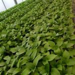 ΦΥΤΩΡΙΟ-ΤΥΜΠΑΚΙ-ΗΡΑΚΛΕΙΟΥ-ΦΥΤΩΡΙΟ-ΜΑΖΑΡΟΣ