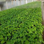 ΦΥΤΩΡΙΟ-ΤΥΜΠΑΚΙ-ΗΡΑΚΛΕΙΟΥ-ΦΥΤΩΡΙΟ-ΜΑΖΑΡΟΣ