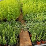 ΦΥΤΩΡΙΟ-ΤΥΜΠΑΚΙ-ΗΡΑΚΛΕΙΟΥ-ΦΥΤΩΡΙΟ-ΜΑΖΑΡΟΣ