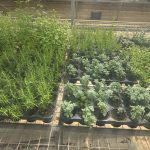 ΦΥΤΩΡΙΟ-ΤΥΜΠΑΚΙ-ΗΡΑΚΛΕΙΟΥ-ΦΥΤΩΡΙΟ-ΜΑΖΑΡΟΣ